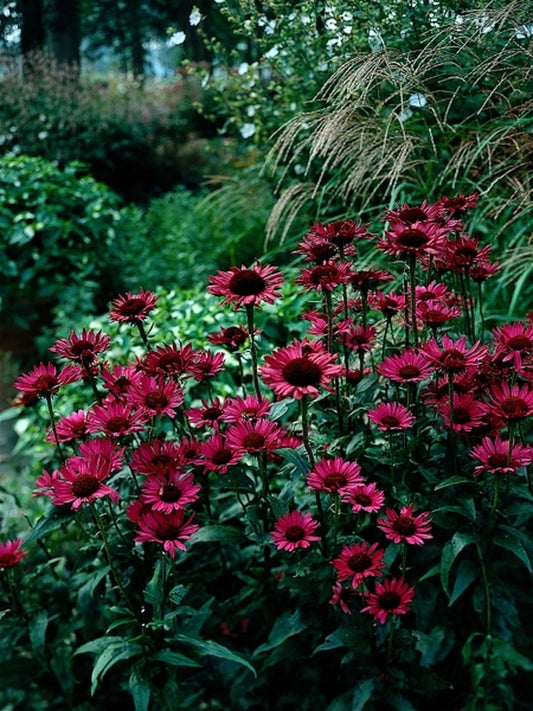 Image of Echinacea purpurea 'Vintage Wine' PP 13,893|Holland|Darwin Plants