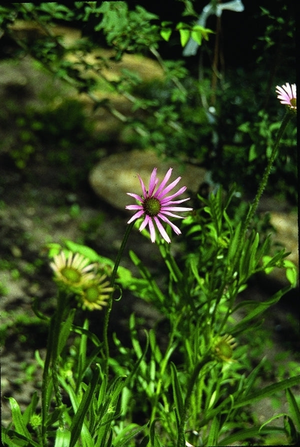 Image of Echinacea tennesseensis 'Rocky Top'|Klehm Nsy, IL|
