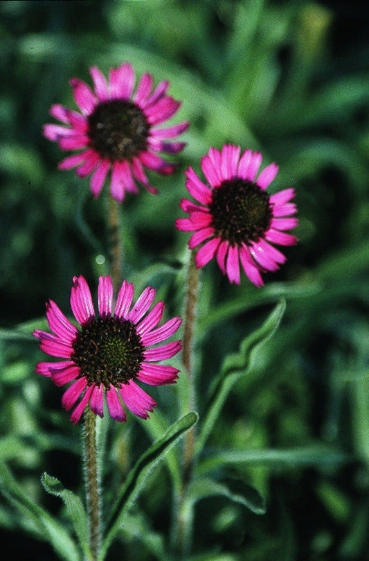 Image of Echinacea tennesseensis 'Rocky Top'|Juniper Level Botanic Gdn, NC|JLBG