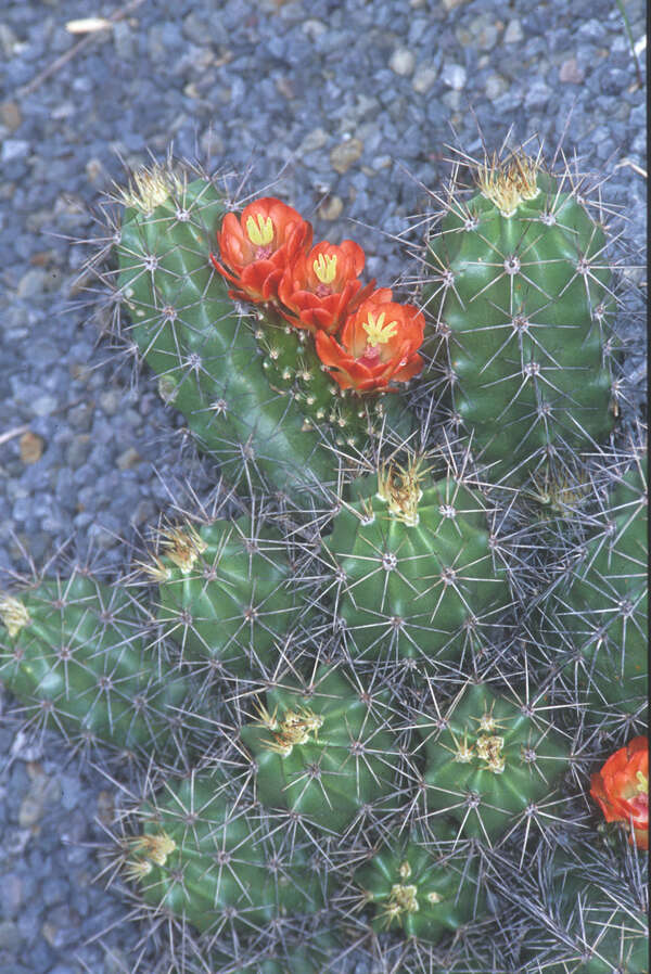 Image of Echinocereus coccineus JRT481|Juniper Level Botanic Gdn, NC|JLBG