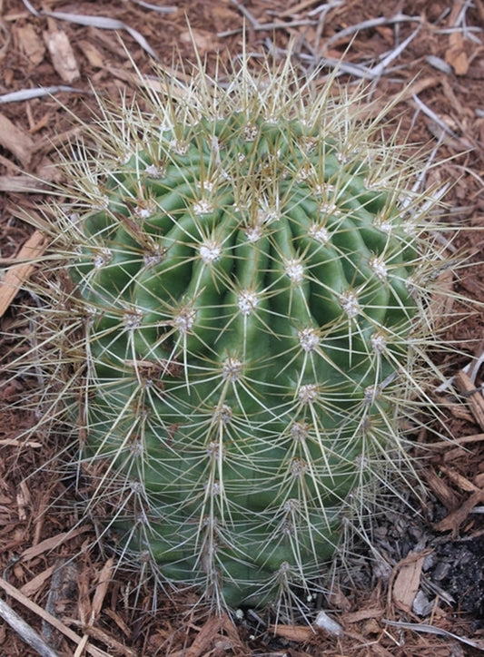 Image of Echinopsis formosa var. amaichensis 'Tafi del Valle'||