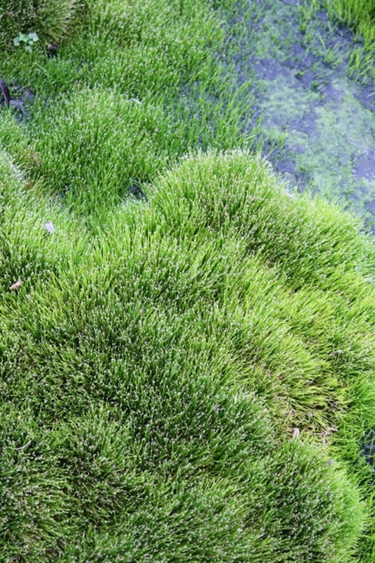 Image of Eleocharis radicans|Juniper Level Botanic Gdn, NC|JLBG