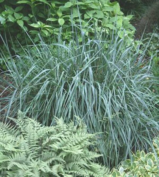 Image of Elymus 'Canyon Prince'|Juniper Level Botanic Gdn, NC|JLBG