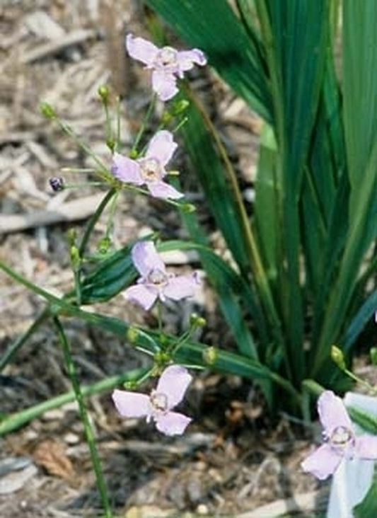 Image of Ennealophus euryandrus coll. #A1AG-006|Juniper Level Botanic Gdn, NC|JLBG