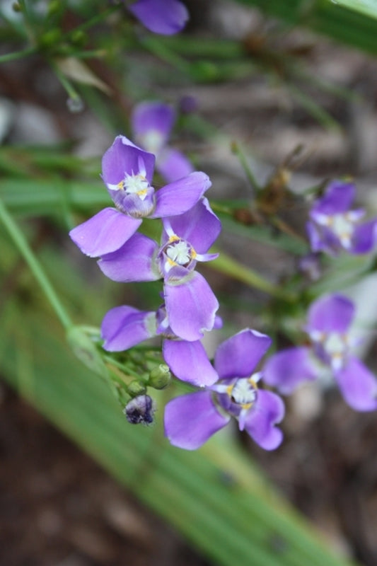 Image of Ennealophus euryandrustaken at Juniper Level Botanic Gdn, NC by JLBG
