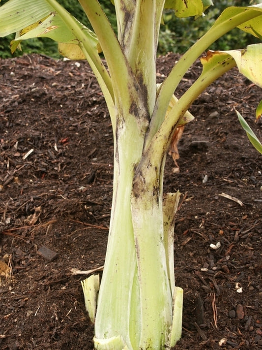 Image of Ensete glaucum|Juniper Level Botanic Gdn, NC|JLBG