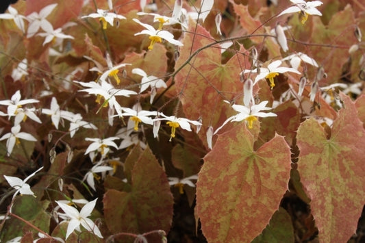Image of Epimedium 'Arctic Wings'|Juniper Level Botanic Gdn, NC|JLBG
