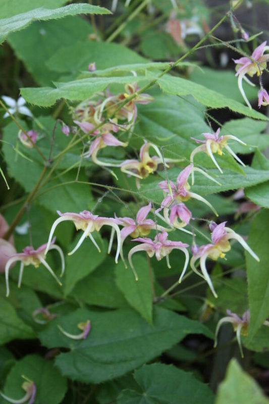 Image of Epimedium 'Atlas'|Juniper Level Botanic Gdn, NC|JLBG