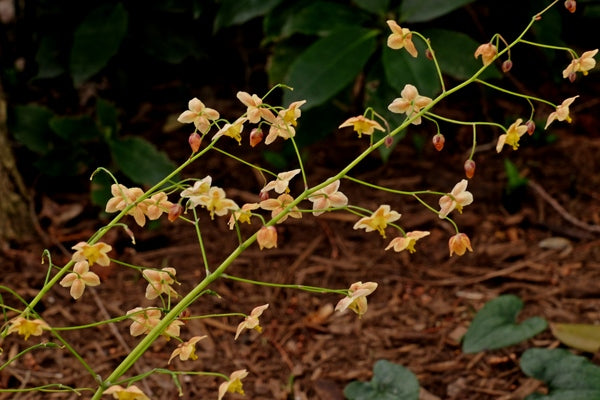 Image of Epimedium 'Black Sea'|Juniper Level Botanic Gdn, NC|JLBG