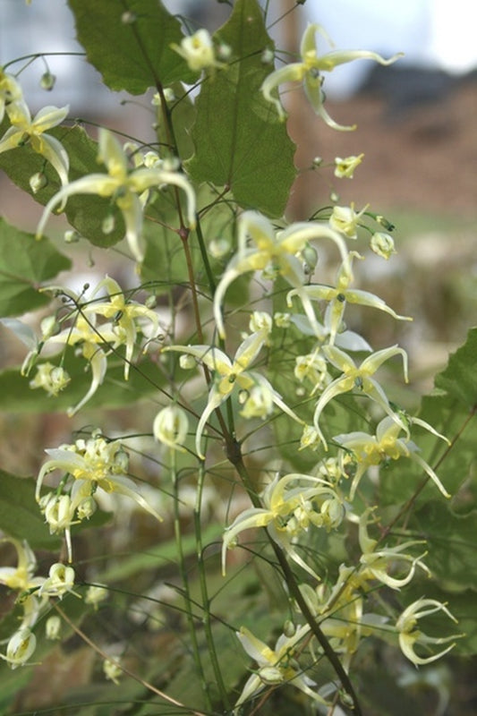 Image of Epimedium 'Dancing Stars'|Juniper Level Botanic Gdn, NC|JLBG