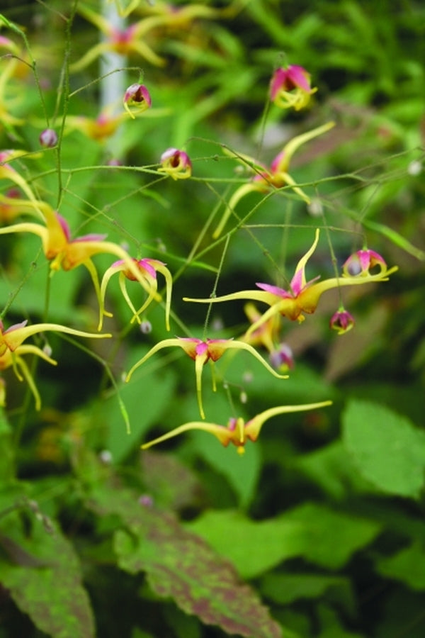 Image of Epimedium 'Spritzer'taken at Juniper Level Botanic Gdn, NC by JLBG