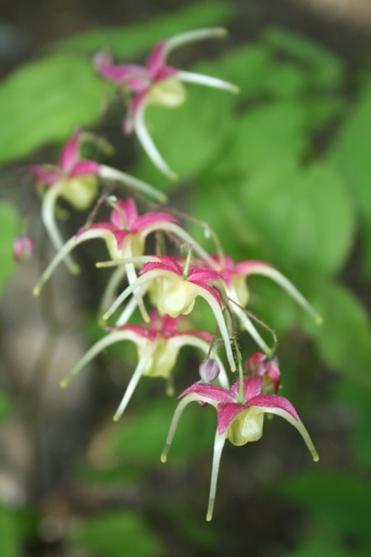Image of Epimedium 'Yokihi'|Juniper Level Botanic Gdn, NC|JLBG