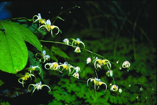 Image of Epimedium acuminatum White Flower Form|Juniper Level Botanic Gdn, NC|JLBG