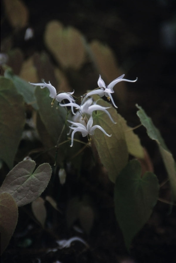 Image of Epimedium brachyrrhizum|Juniper Level Botanic Gdn, NC|JLBG