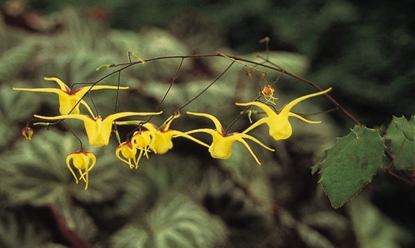 Image of Epimedium davidii|Juniper Level Botanic Gdn, NC|JLBG