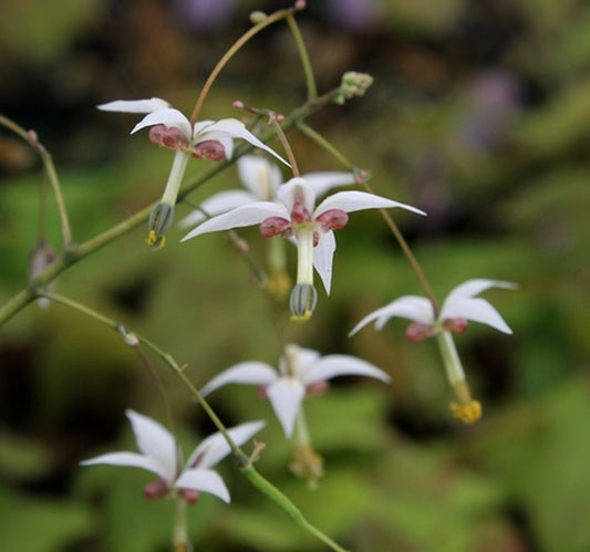 Image of Epimedium dewuense|Juniper Level Botanic Gdn, NC|JLBG