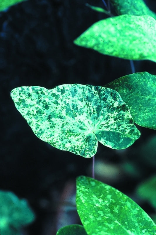 Image of Epimedium diphyllum 'Variegatum'|D. Probst Gdn, MA|D. Probst