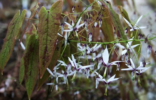 Image of Epimedium fargesii||