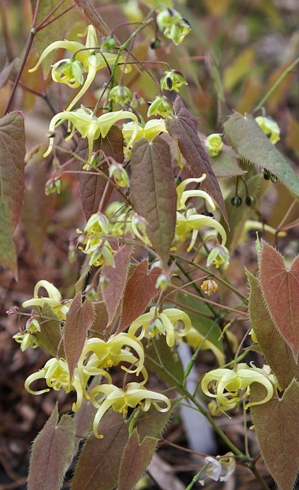 Image of Epimedium franchetii 'Lemon Drop'|Juniper Level Botanic Gdn, NC|JLBG