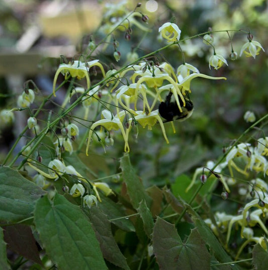 Image of Epimedium franchetii 'Suntan'||