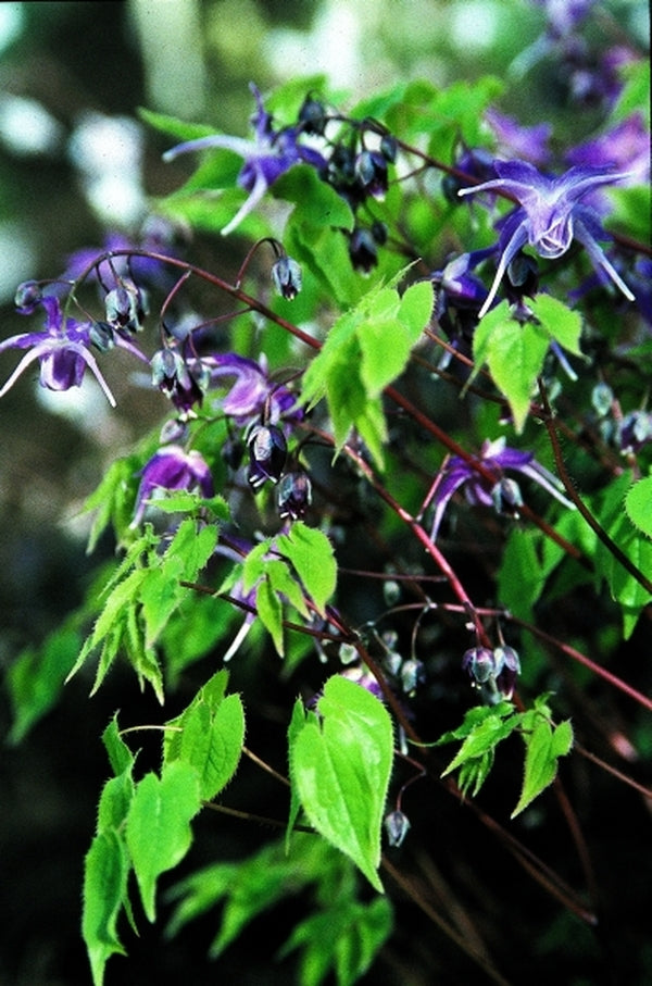 Image of Epimedium grandiflorum 'Benedict's Violet'taken at Juniper Level Botanic Gdn, NC by JLBG