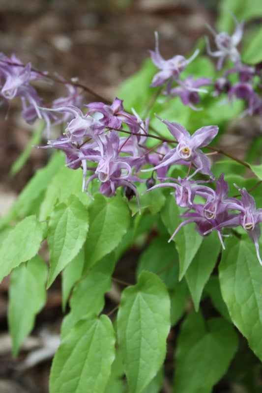 Image of Epimedium grandiflorum 'Benedict's Violet'taken at Juniper Level Botanic Gdn, NC by JLBG