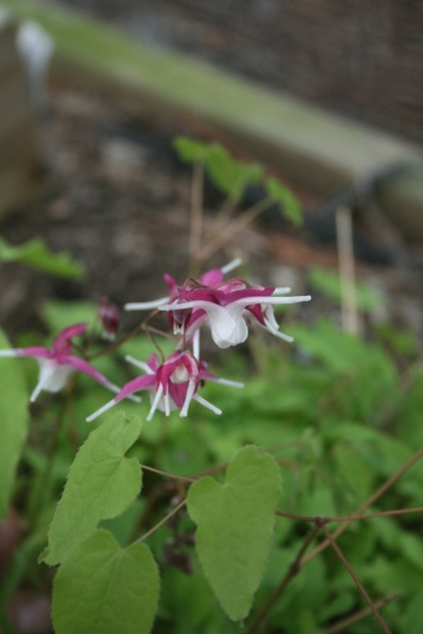 Image of Epimedium grandiflorum 'Princess Susan'|Juniper Level Botanic Gdn, NC|JLBG