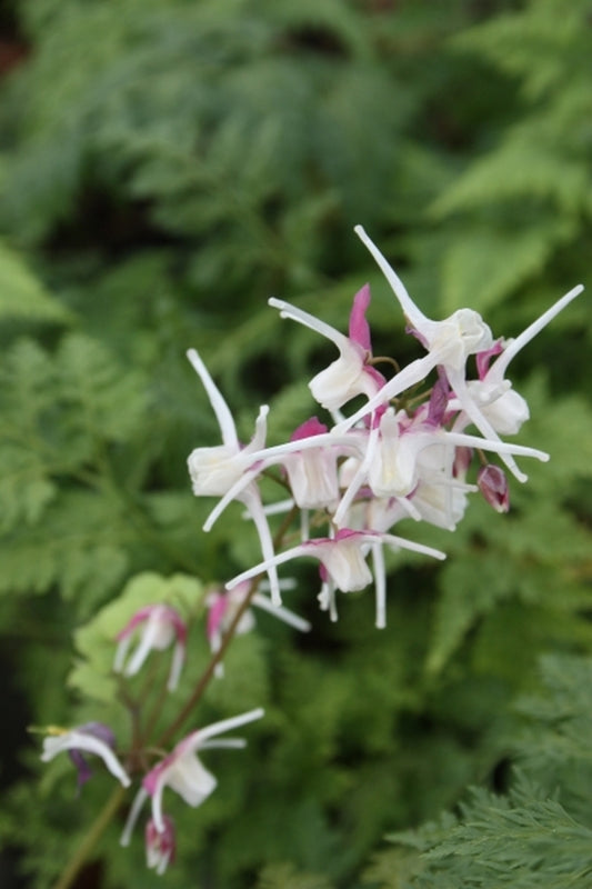 Image of Epimedium grandiflorum 'Princess Susan'|Juniper Level Botanic Gdn, NC|JLBG