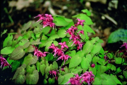 Image of Epimedium grandiflorum 'Rose Queen'|D. Probst Gdn, MA|