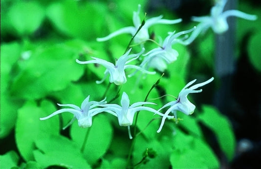 Image of Epimedium grandiflorum 'Sirius'|D. Probst Gdn, MA|D. Probst