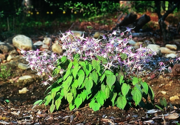 Image of Epimedium grandiflorum 'Tama-no-gempei'|D. Probst Gdn, MA|D. Probst