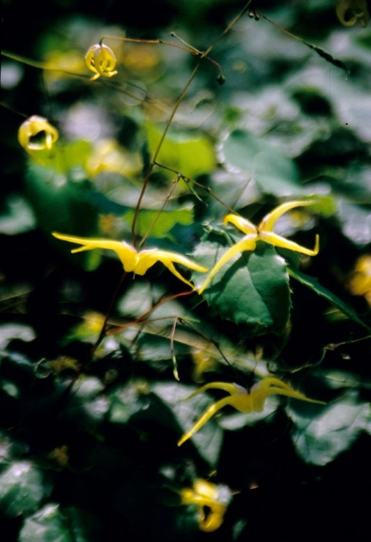 Image of Epimedium membranaceumtaken at Juniper Level Botanic Gdn, NC by JLBG