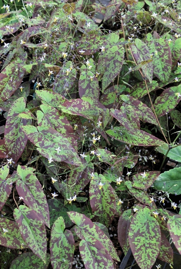 Image of Epimedium myrianthum 'Mottled Madness'|Juniper Level Botanic Gdn, NC|JLBG