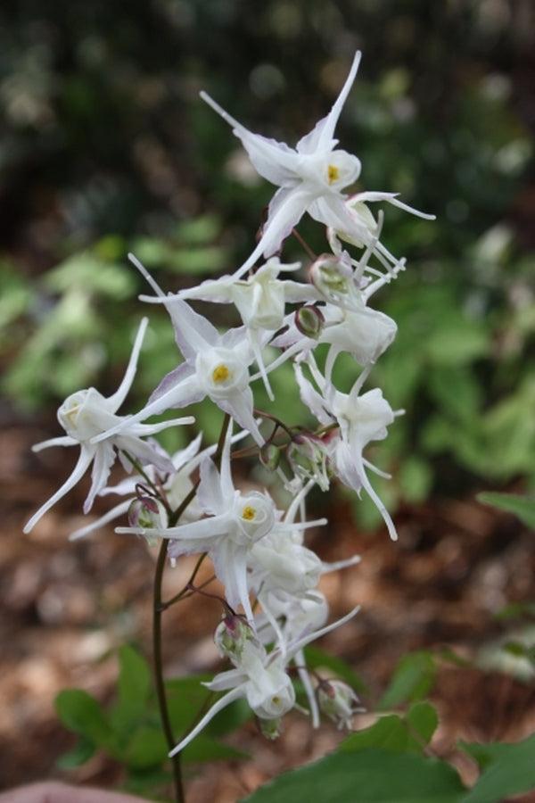 Image of Epimedium ogisui|Juniper Level Botanic Gdn, NC|JLBG