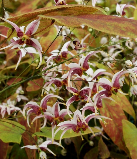 Image of Epimedium x omeiense 'Razzleberry'