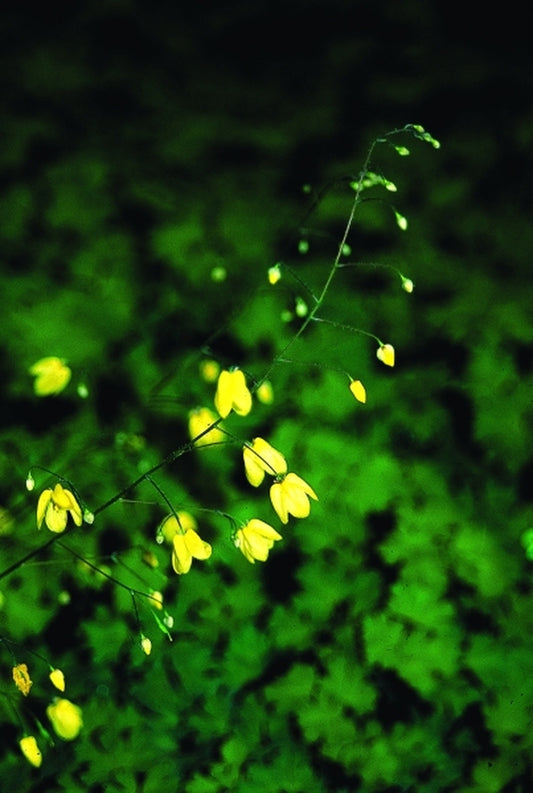 Image of Epimedium pauciflorum x platypetalum|Juniper Level Botanic Gdn, NC|JLBG