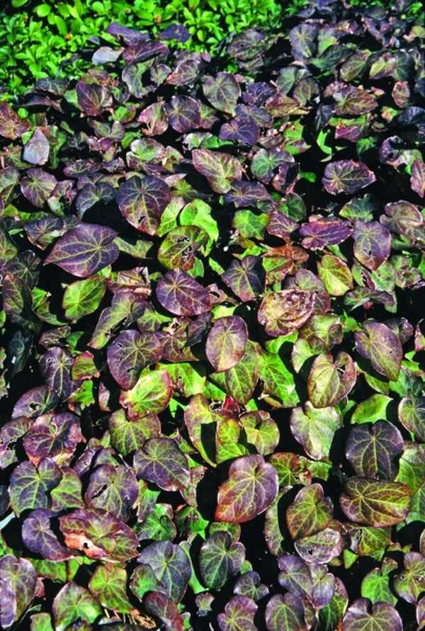 Image of Epimedium pinnatum ssp. colchicum 'Thunderbolt'|US National Arboretum, DC|