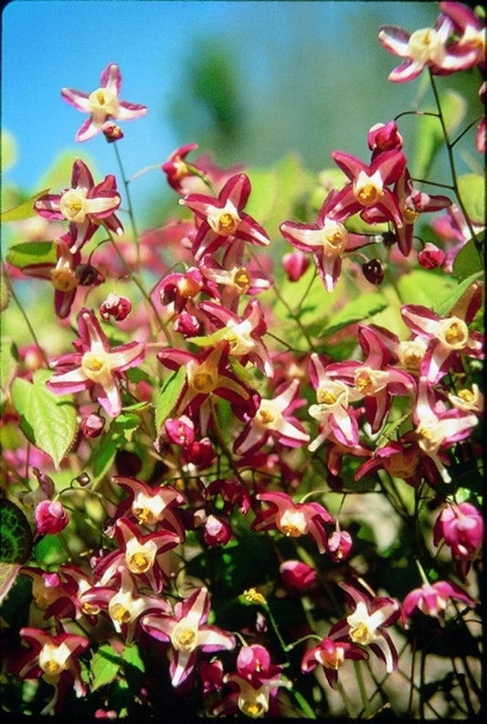 Image of Epimedium x rubrum|D. Probst Gdn, MA|D. Probst