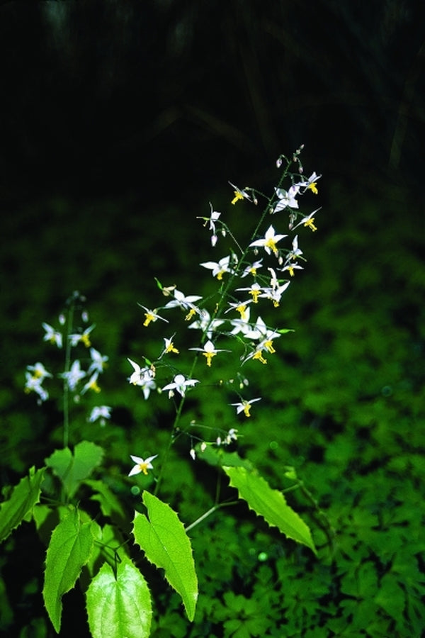 Image of Epimedium stellulatum Long Leaf Form|Juniper Level Botanic Gdn, NC|JLBG