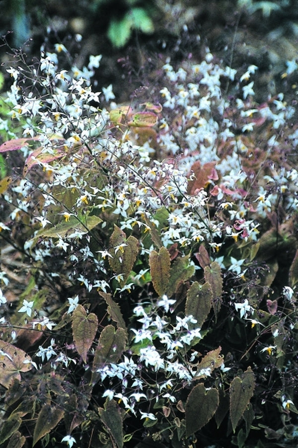 Image of Epimedium stellulatum Long Leaf Form|Juniper Level Botanic Gdn, NC|JLBG