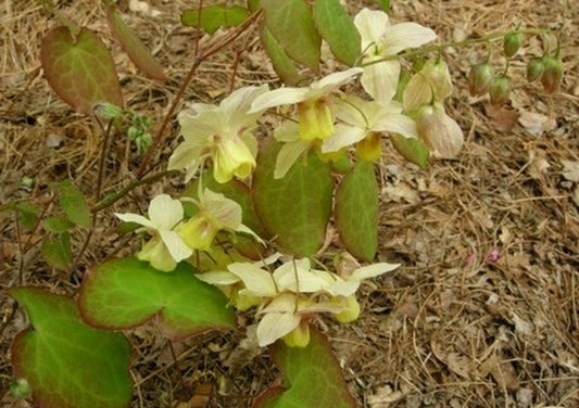 Image of Epimedium x versicolor 'Strawberry Blush'|Joe Pye Weed Gdn, MA|J. Sacks