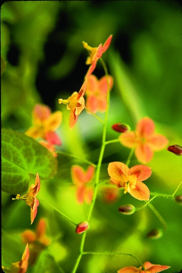 Image of Epimedium x warleyense 'Orangekonigin'taken at Juniper Level Botanic Gdn, NC by JLBG