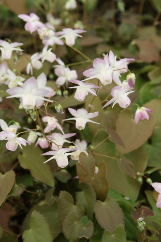Image of Epimedium x youngianum 'Fairy Dust'|Juniper Level Botanic Gdn, NC|JLBG