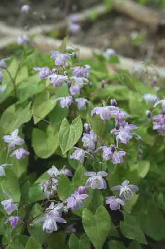 Image of Epimedium x youngianum 'Grape Fizz'|Juniper Level Botanic Gdn, NC|JLBG