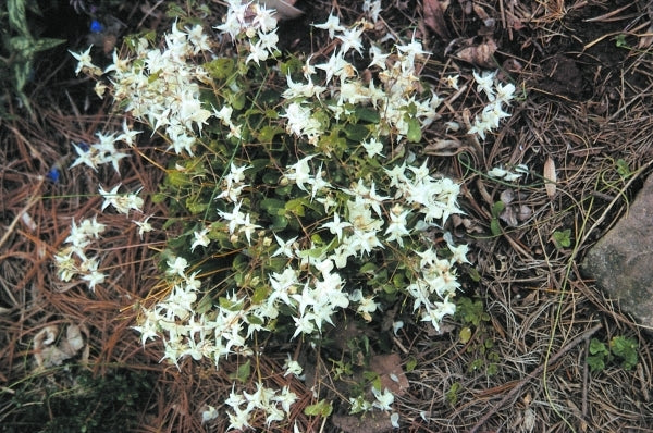 Image of Epimedium x youngianum 'Milky Way'|B. Yinger Gdn, PA|