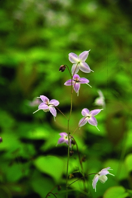 Image of Epimedium x youngianum 'Pink Star'|Juniper Level Botanic Gdn, NC|JLBG