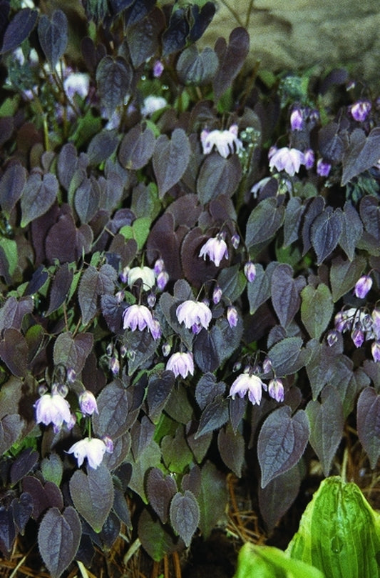 Image of Epimedium x youngianum 'Tamabotan'|B. Yinger Gdn, PA|