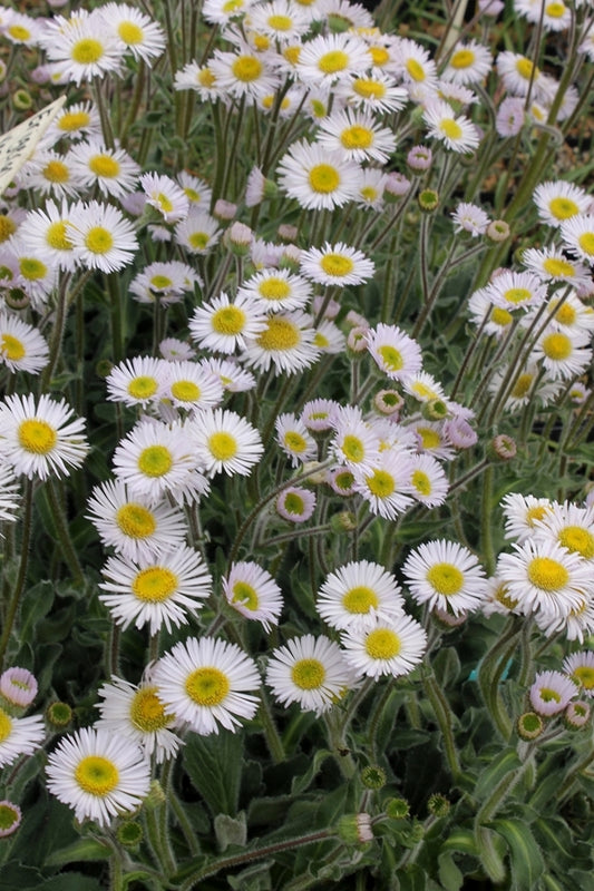 Image of Erigeron pulchellus var. pulchellus 'Lynnhaven Carpet'||