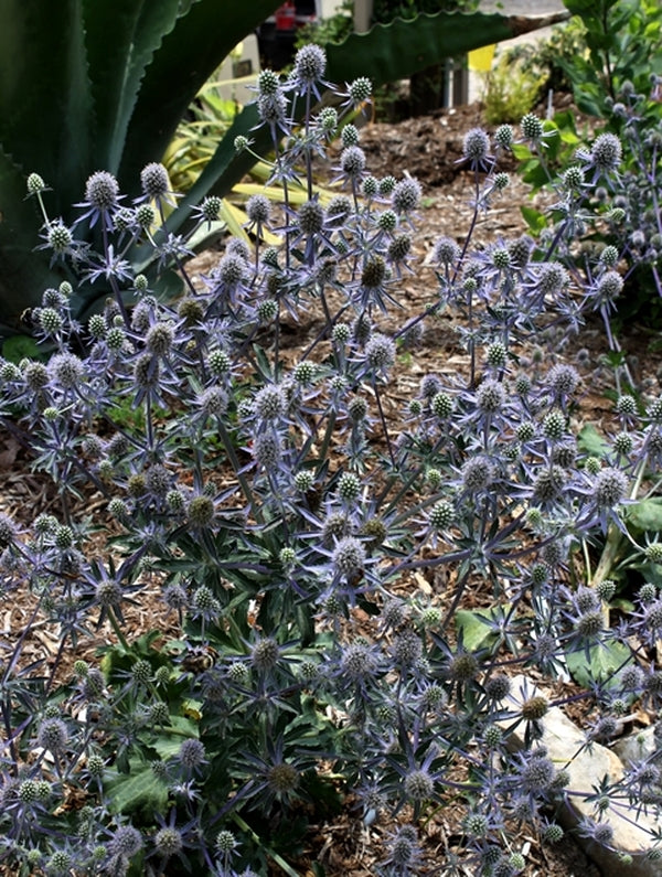 Image of Eryngium planum 'Blue Glitter'||