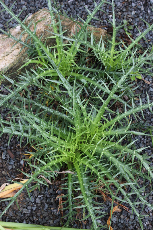 Image of Eryngium venustum|Juniper Level Botanic Gdn, NC|JLBG